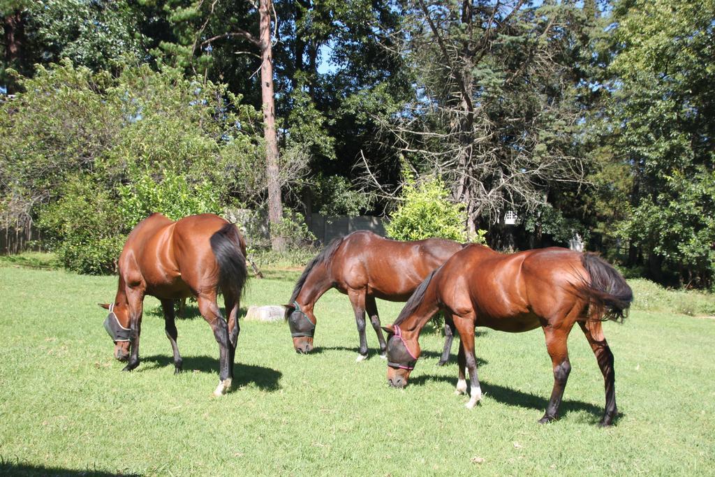 Caladdi Bed&Breakfast Durban Esterno foto